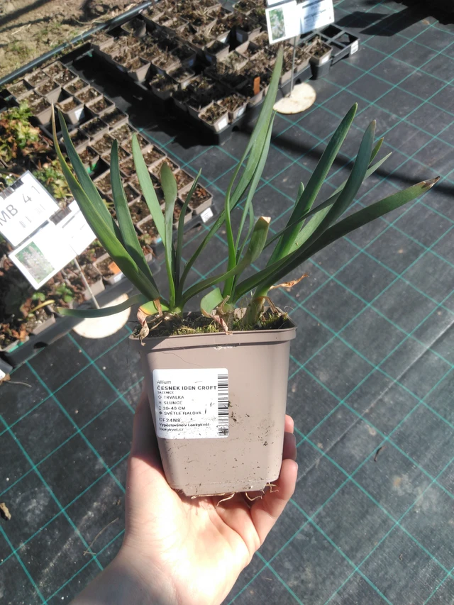 Laukka Iden Croft - 3. 4. 2025