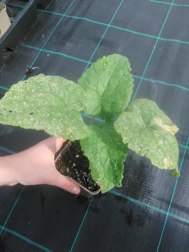 Měsíčnice fialová - 17. 7. 2025