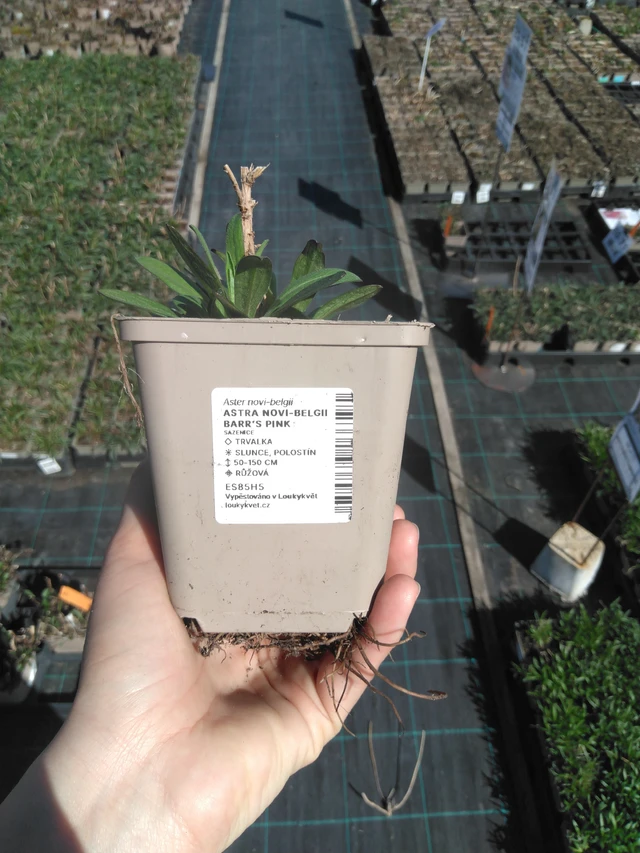 Astra Barr’s Pink - 3. 4. 2025