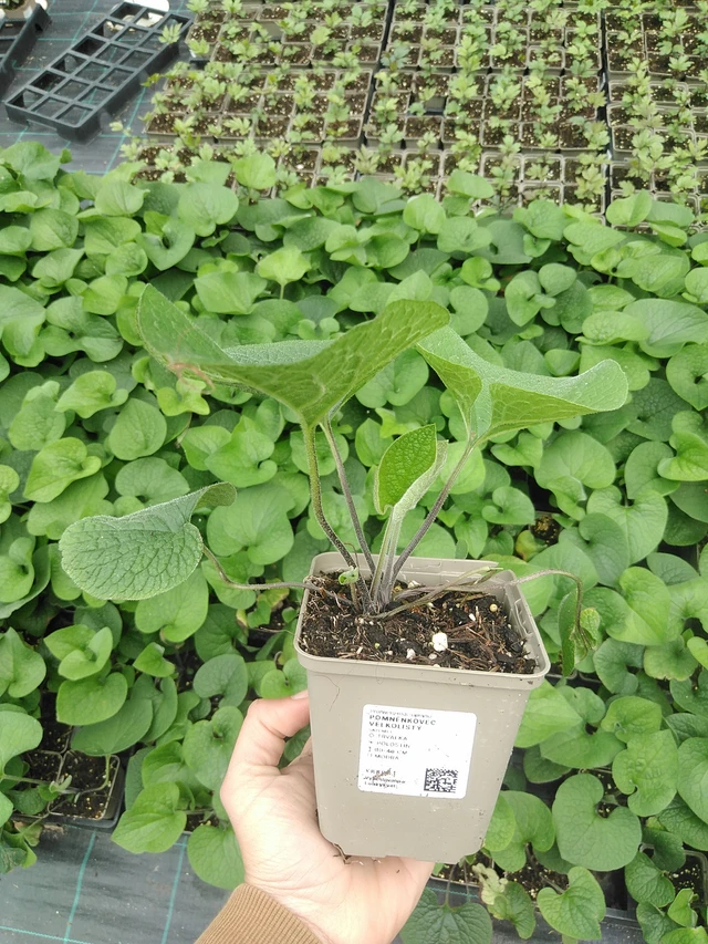 Nomeolvides de hojas grandes  - 9. 6. 2025