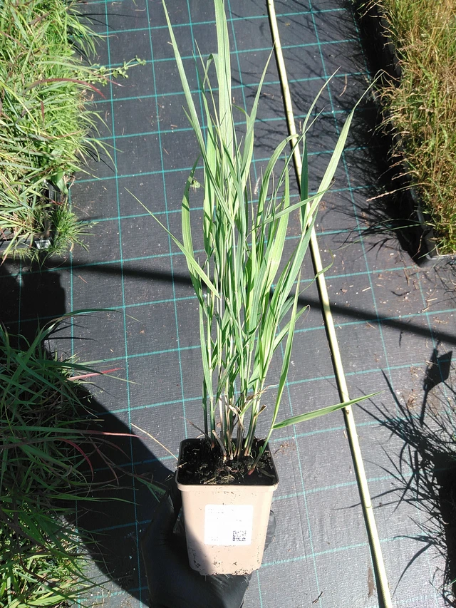 Hirssi Heavy Metal - 19. 8. 2025