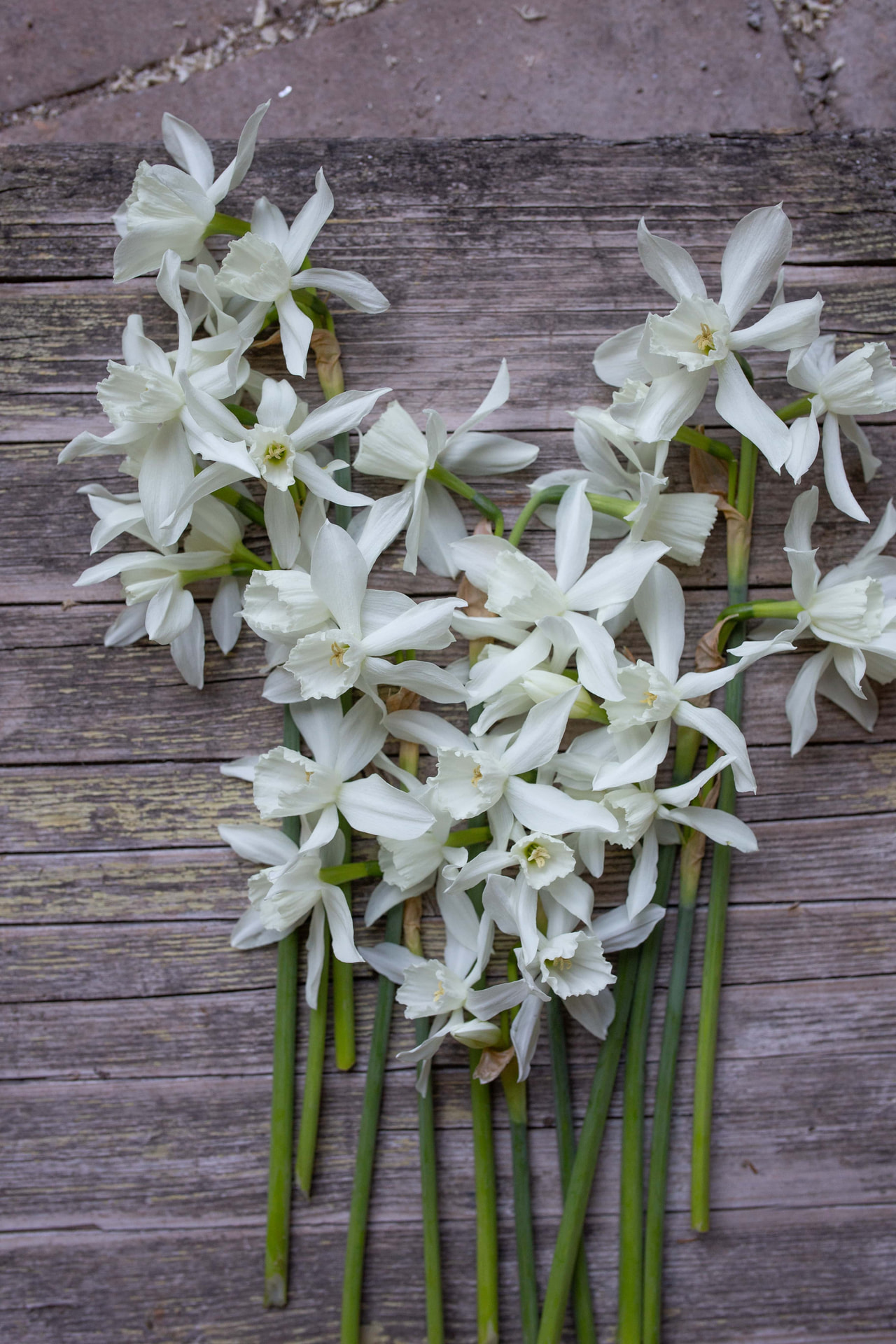 Narcis Thalia, Loukykvět