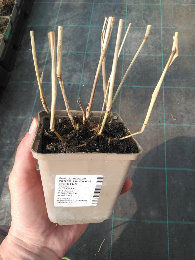 Mijo Strictum - 8. 4. 2025