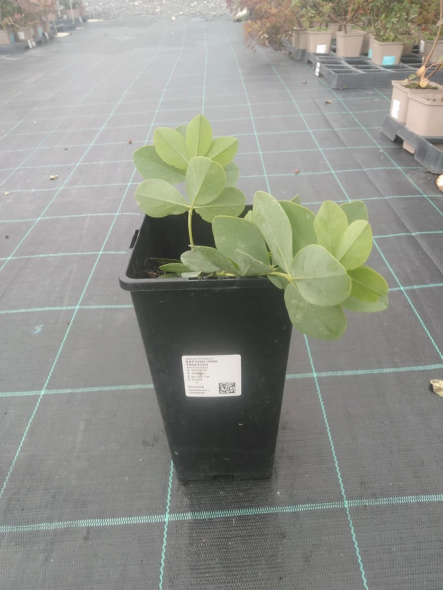 Baptisia Pink Truffles - 10. 10. 2025