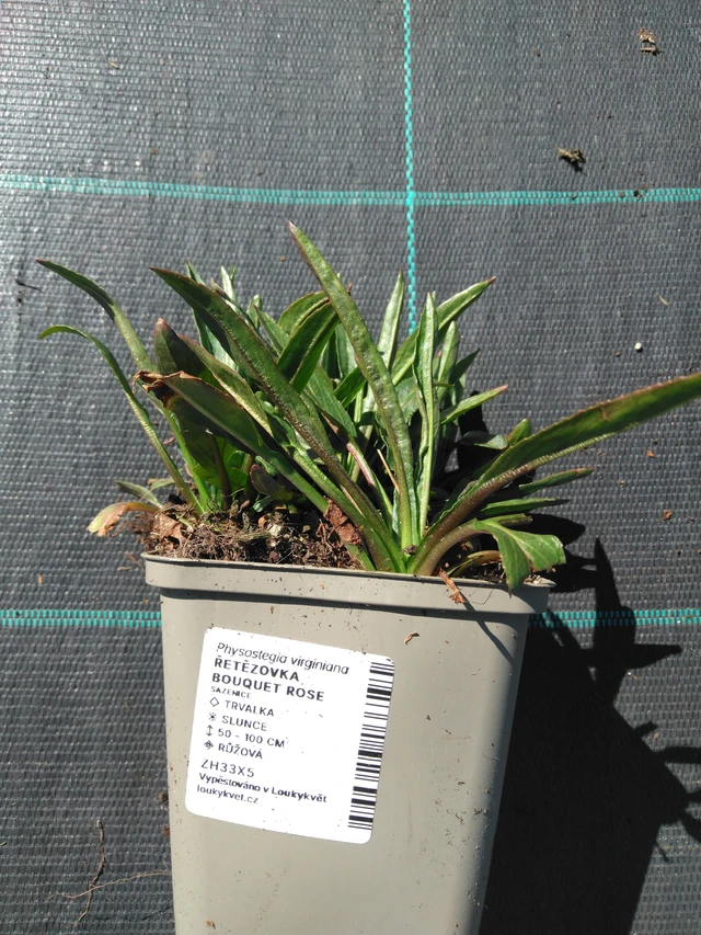 Lythrum Bouquet Rose - 3. 4. 2025