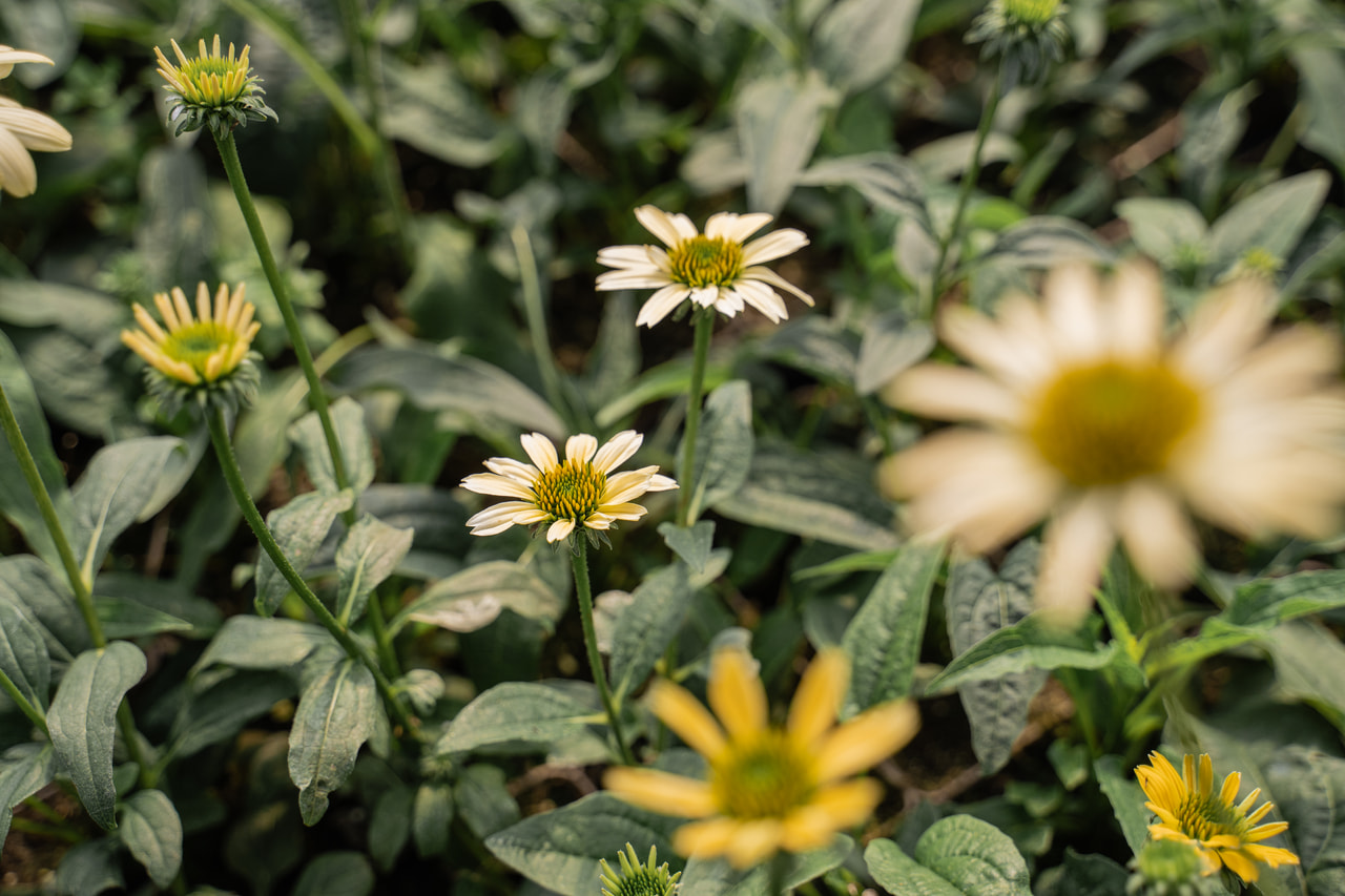 Echinacea Mellow Yellows, Loukykvět