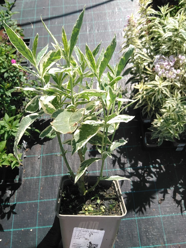 Flox Nora Leight - 19. 8. 2025