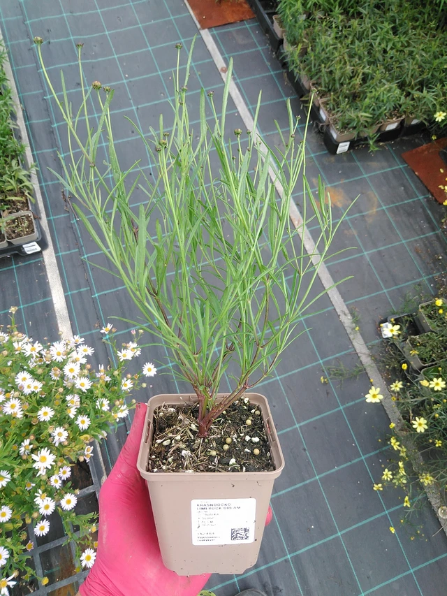 Krásnoočko Limerock Dream - 29. 7. 2025