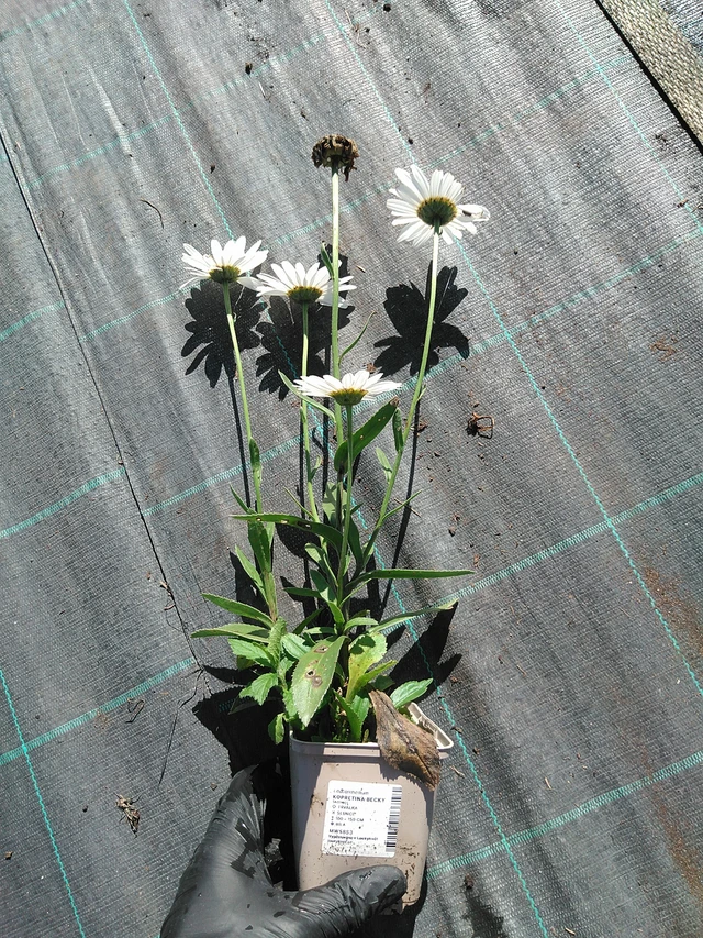 Kopretina Becky - 19. 8. 2025