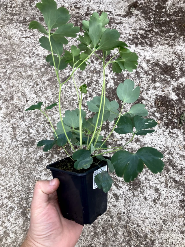 Akvileija Christa Barlow - 2024