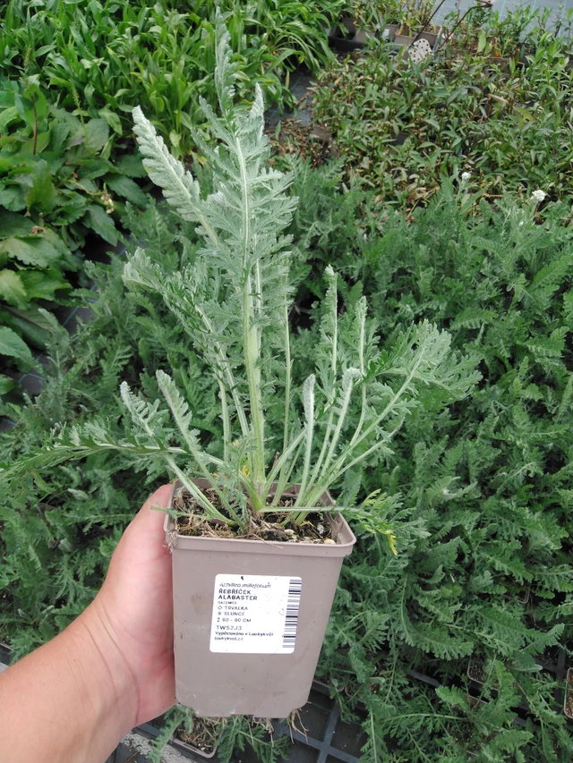 Řebříček Alabaster - 2024