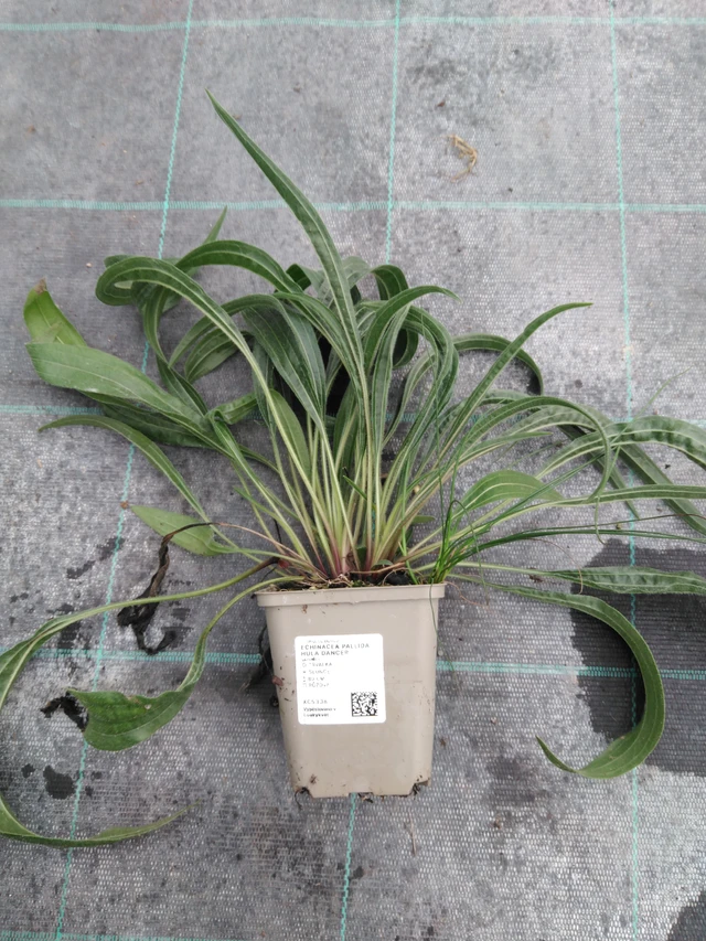 Echinacea pallida Hula Dancer - 10. 9. 2025