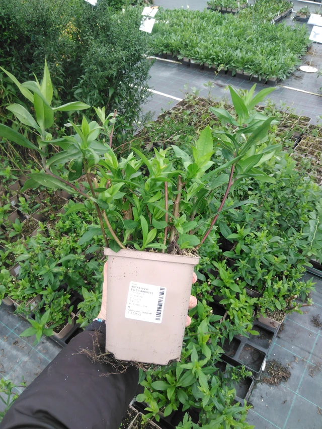 Astra novi-belgii Brigitte - 2024