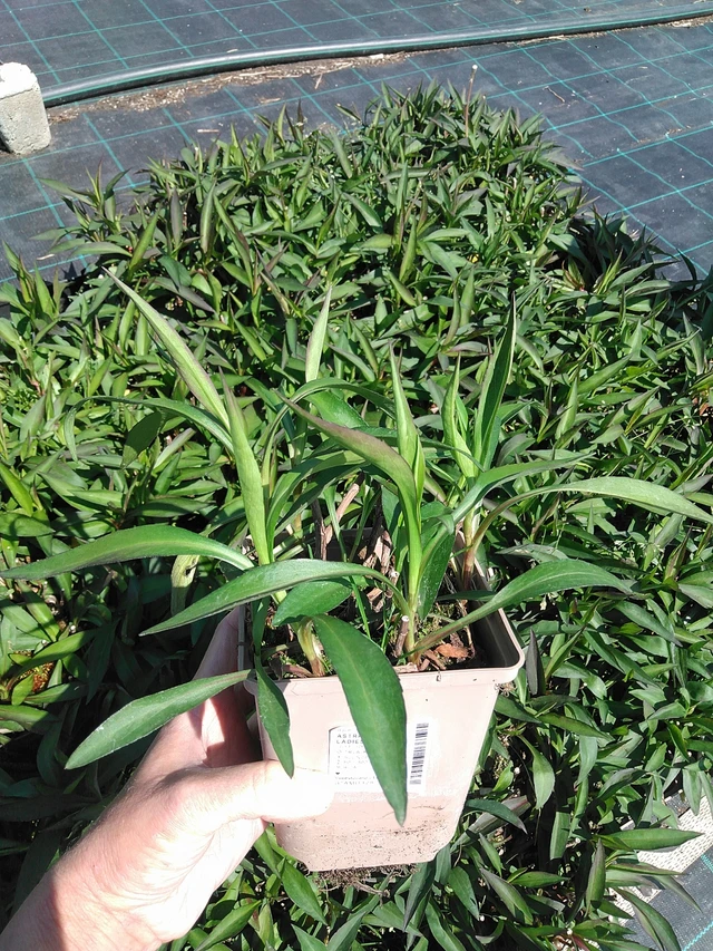 Astra White Ladies - 13. 5. 2025