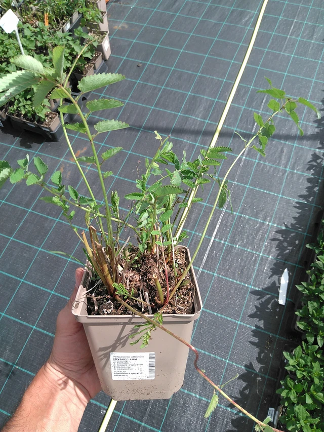 Krvavec Lum - 24. 6. 2025