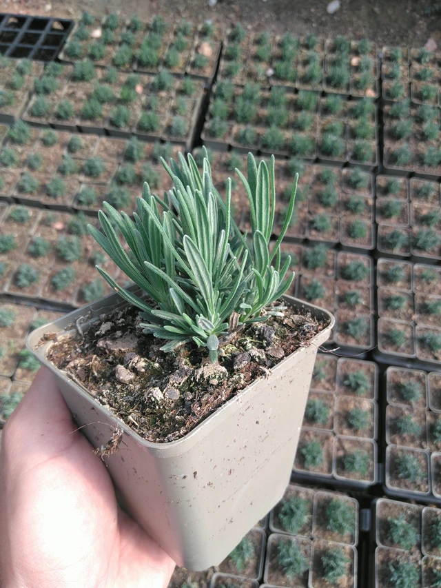 Lavender Rosea - 20. 6. 2025