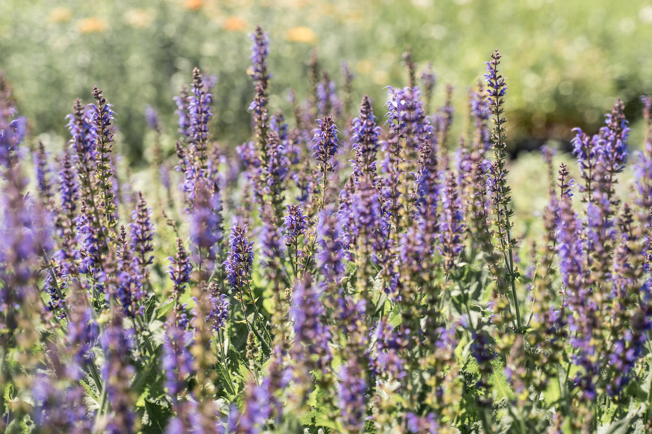 Steppen-Salbei Mainacht, Loukykvět