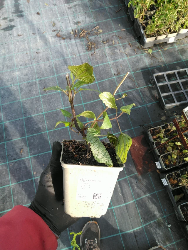 Punapähkämö Chocolate - 31. 10. 2025