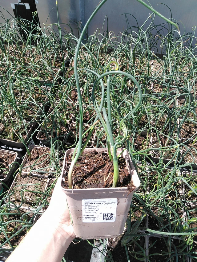 Laukka kulatohlavý - 15. 5. 2025