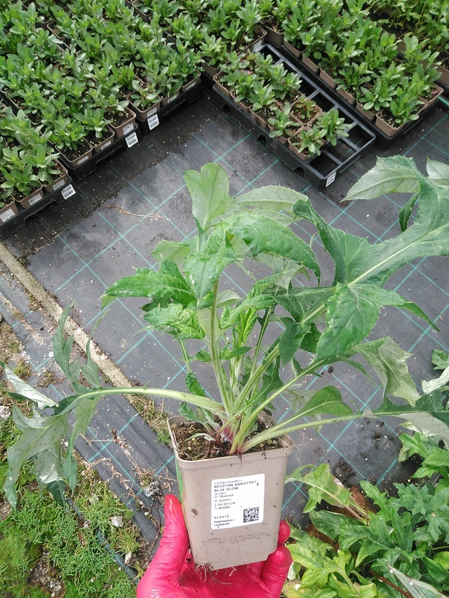 Pallo-ohdake banátský Blue Glow - 29. 7. 2025