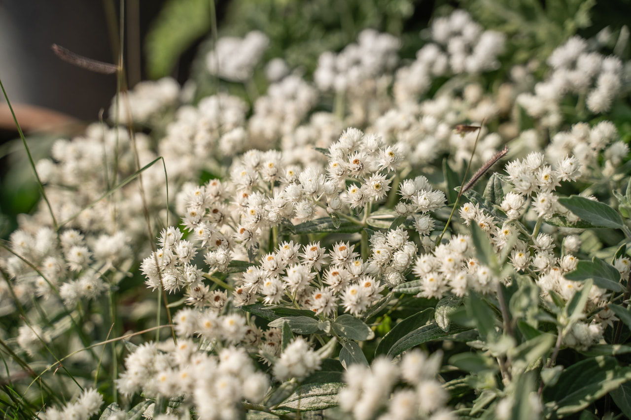 Plesnivka trojžilná Silver Wave, Loukykvět