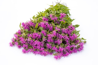 Monarda Pink Suprême, Loukykvět