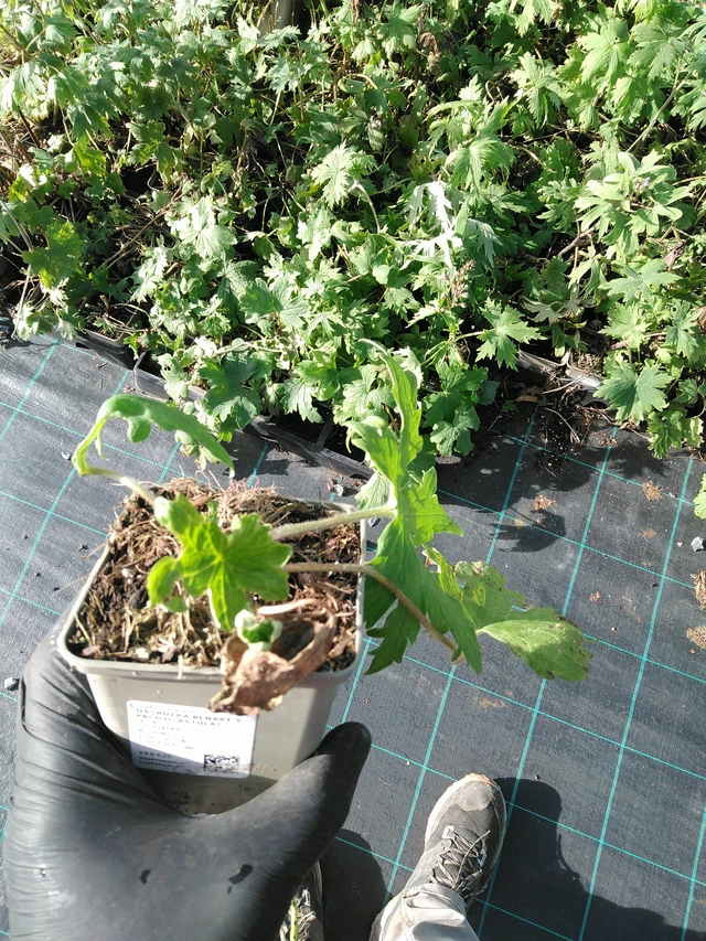 Espuela de caballero Benary’s Pacific Astolat - 31. 10. 2025