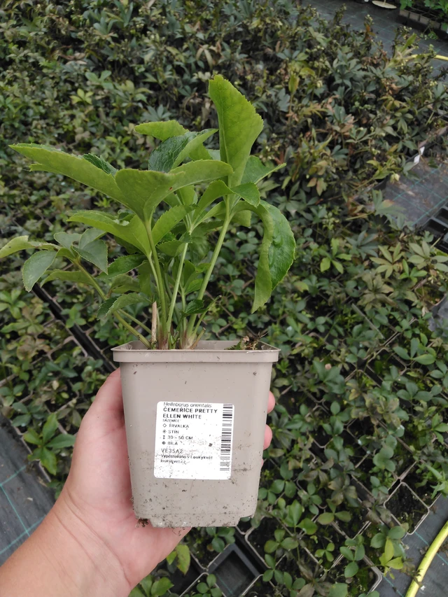 Eléboro Pretty Ellen White - 2024