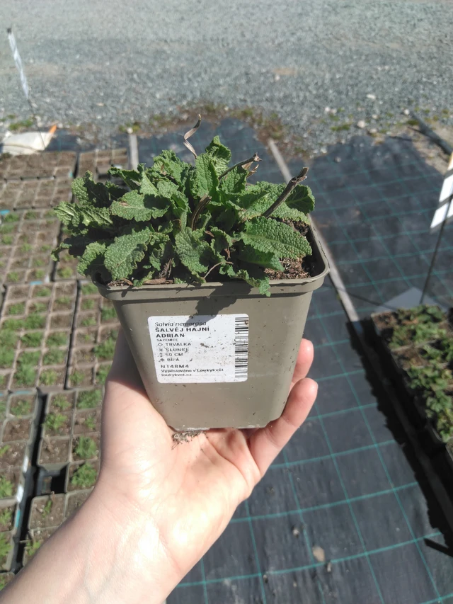 Salvia Adrian - 3. 4. 2025