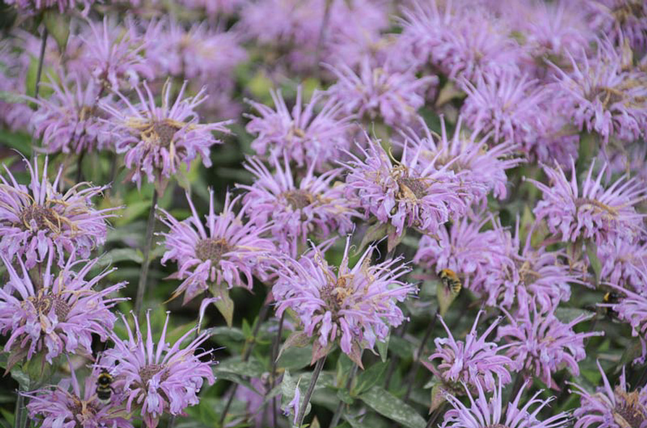 Monarda Elsie’s Lavender, Loukykvět