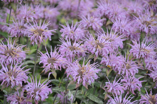 Monarda Elsie’s Lavender, Loukykvět