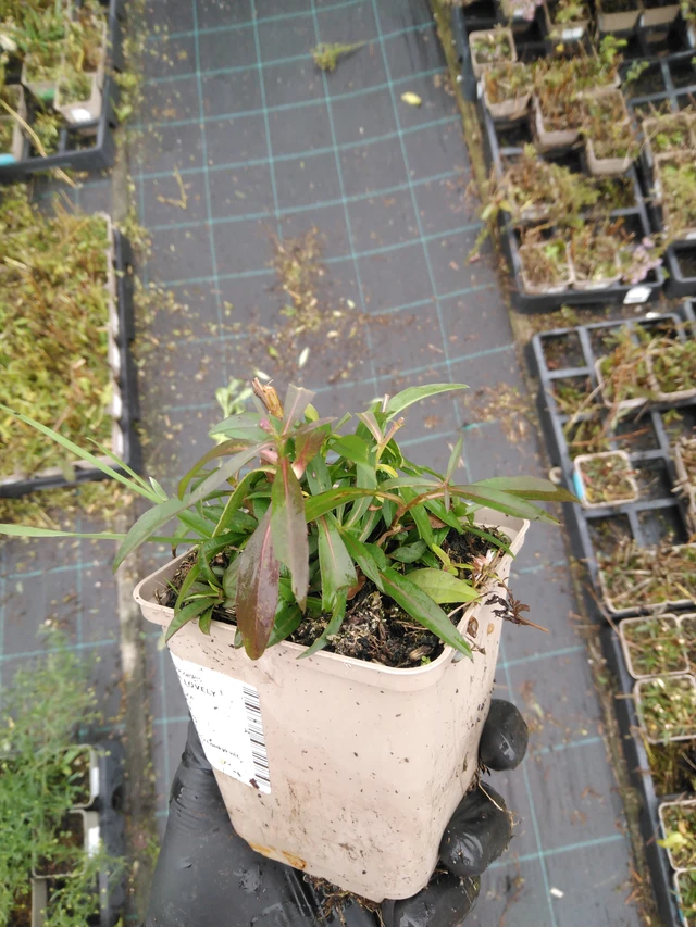 Asta Lovely - 23. 10. 2025