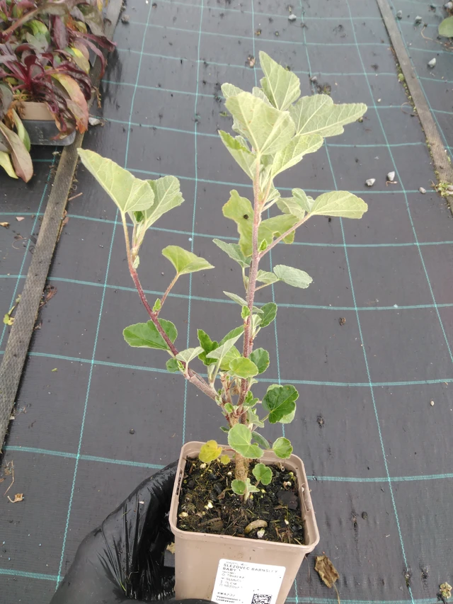 Malva Barnsley Baby - 23. 10. 2025