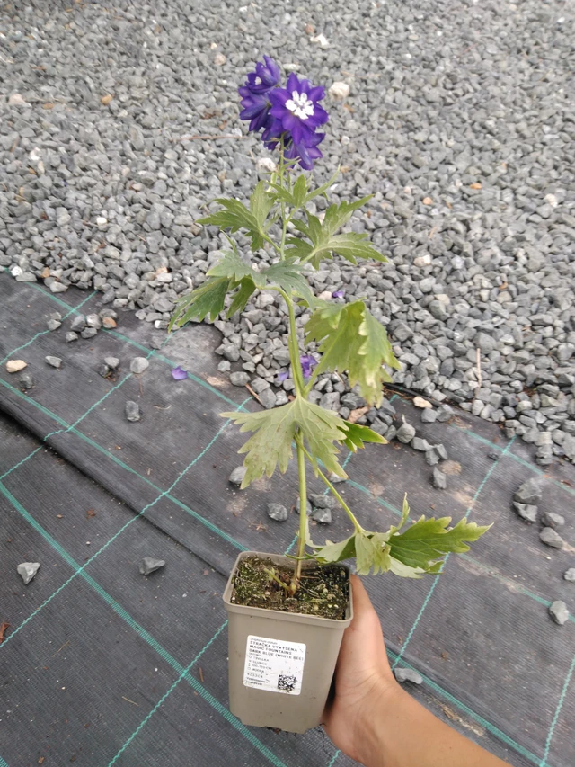 Delphinium Magic Fountains Dark Blue (White Bee) - 10. 9. 2025