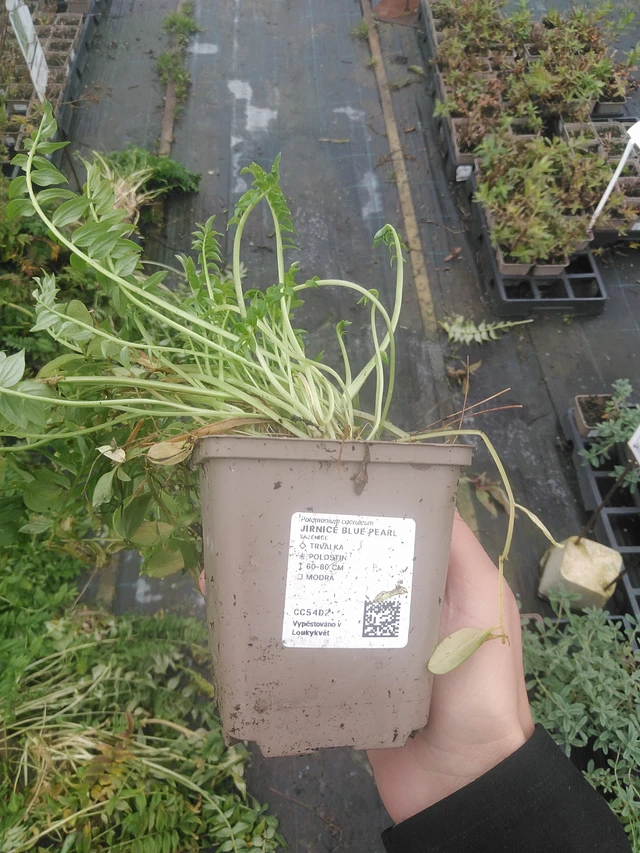 Jirnice Blue Pearl - 10. 10. 2025