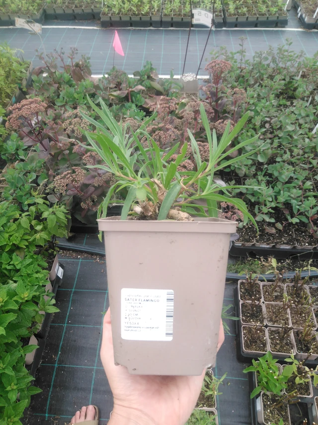 Baby's Breath Flamingo - 2024