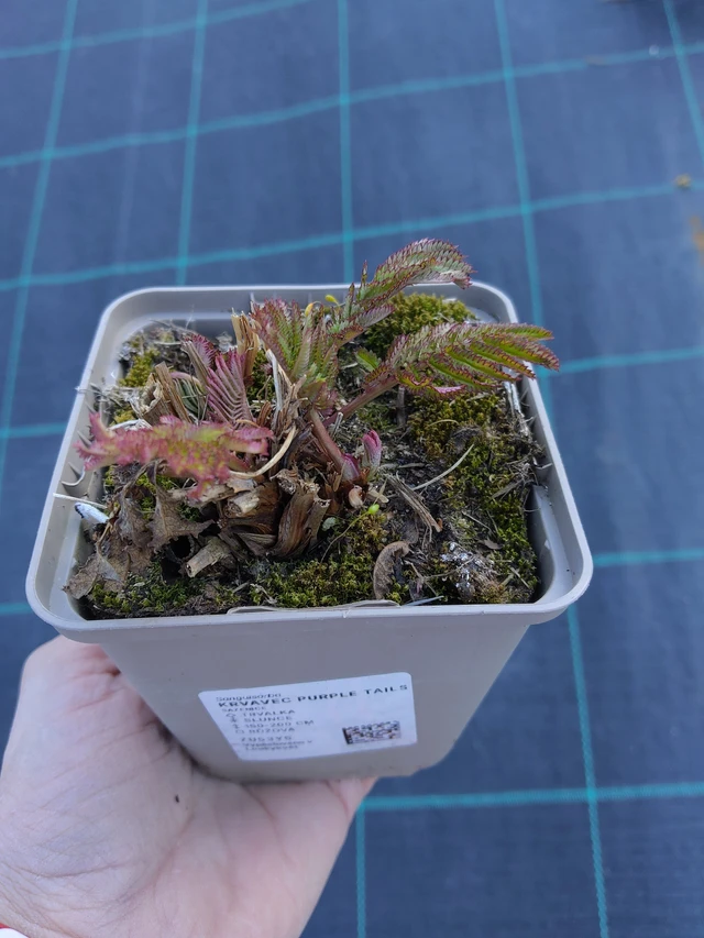 Vérfű Purple Tails - 27. 3. 2026