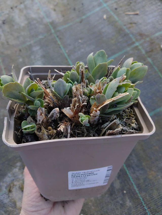 Rozchodník Herbstfreude - 27. 3. 2026