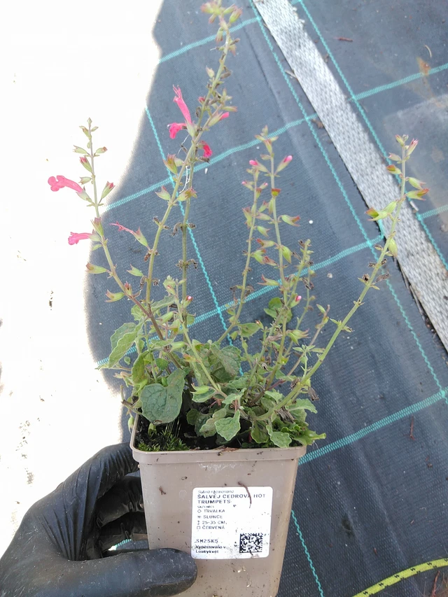 Šalvěj cedrová Hot Trumpets - 19. 8. 2025