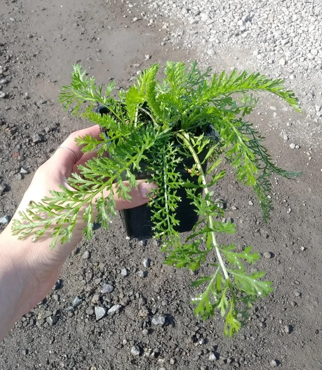 Řebříček Cassis - 2024