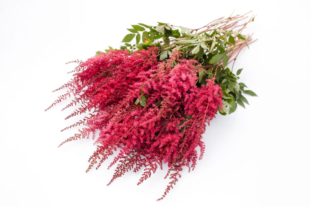 Astilbe Paul Gaarder, Loukykvět