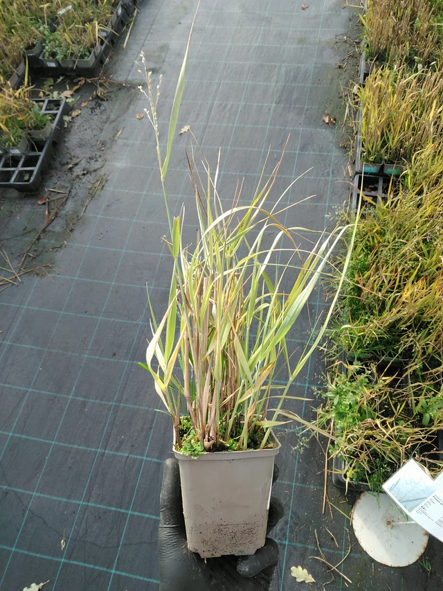 Mijo Strictum - 31. 10. 2025