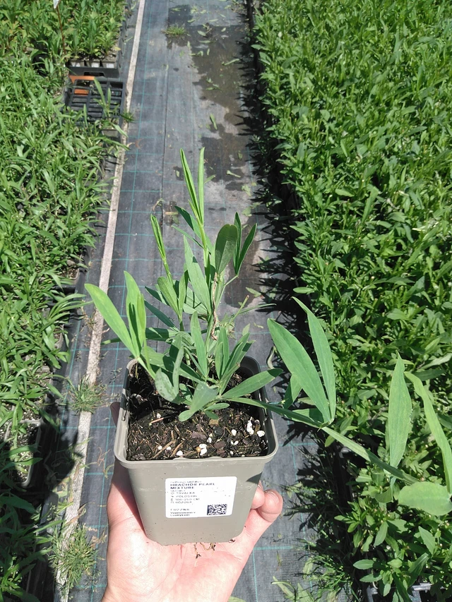 Hajuherne Pearl Mixture - 24. 6. 2025