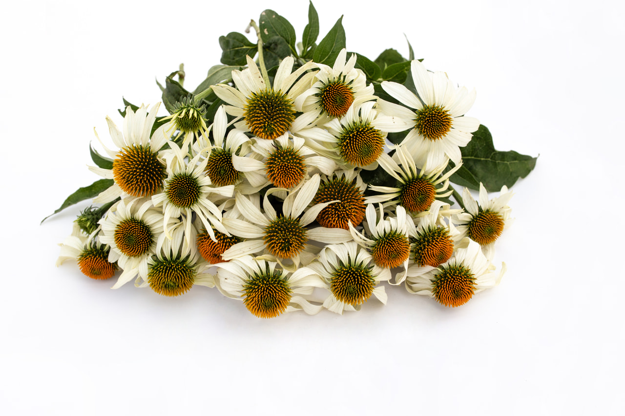 Echinacea White Swan, Loukykvět