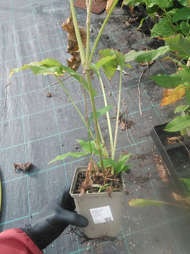 Persicaria Alba - 13. 10. 2025