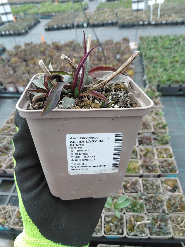 Asteri Lady in Black - 8. 4. 2025