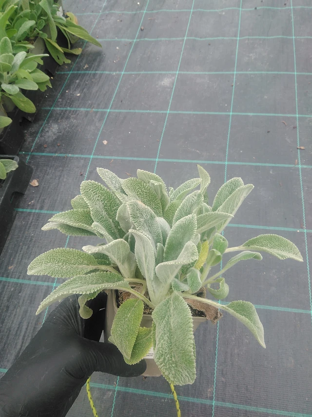 Pehmytmesiangervo Silver Carpet - 10. 9. 2025