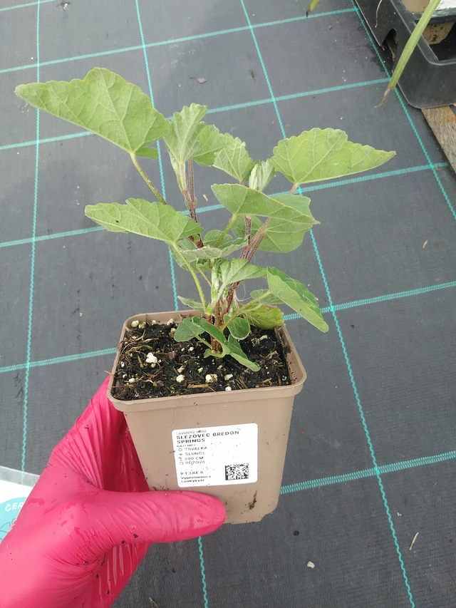 Malvikki Bredon Springs - 31. 7. 2025