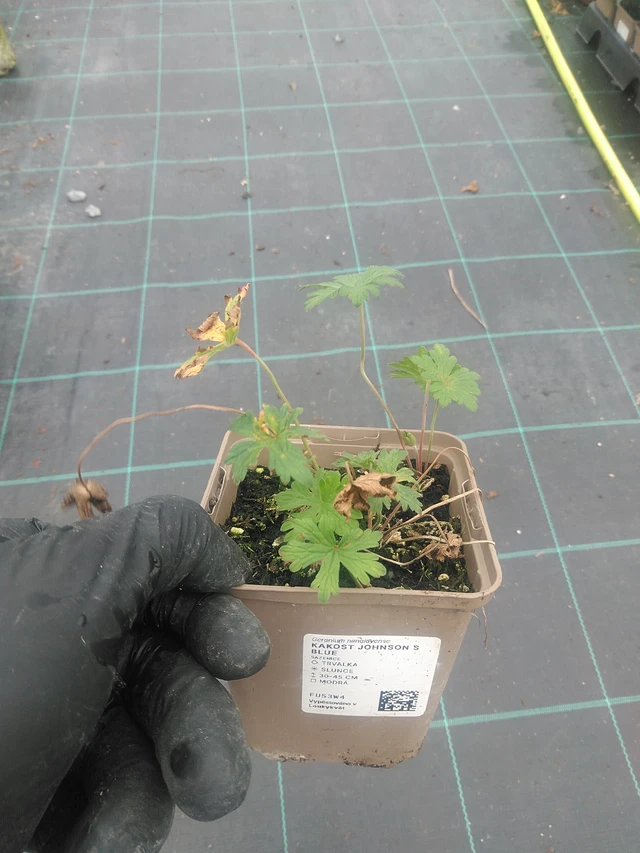 Kurjenpolvi Johnson ́s Blue - 10. 9. 2025