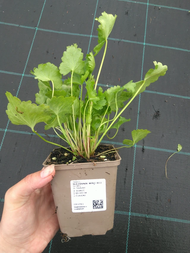 Malesiini Wine Red - 11. 7. 2025